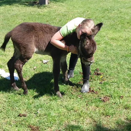 Hartmann Panzio 3* Barcs